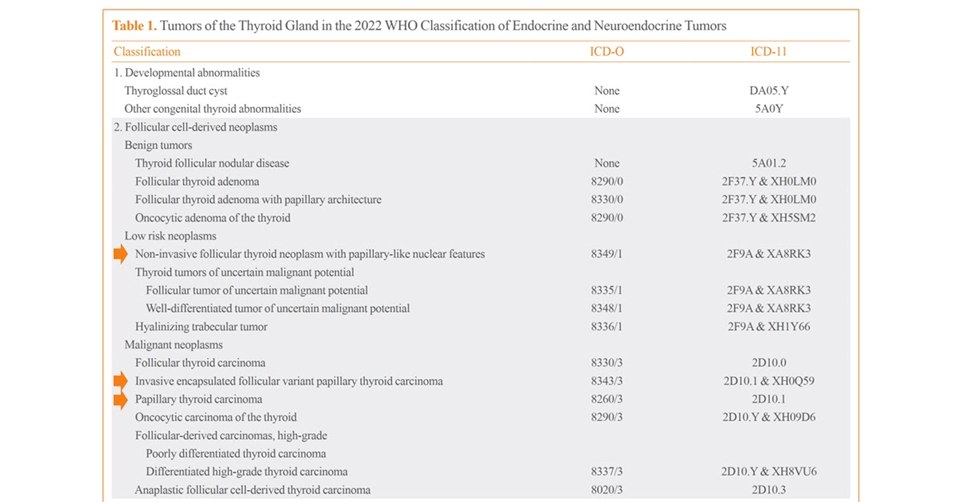 2022 WHO 內分泌與神經內分泌腫瘤分類中的甲狀腺腫瘤表格截圖，以箭頭標出 NIFTP、IEFVPTC 與乳突癌三列